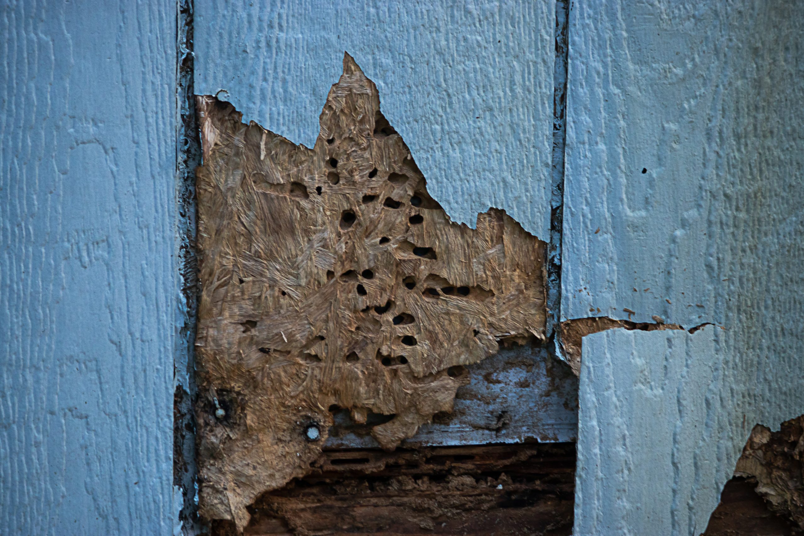 old cracked discolored siding on house damaged by pests in need of a new durable siding that keeps pests out